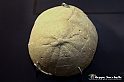 VBS_9050 - Museo Paleontologico - Asti